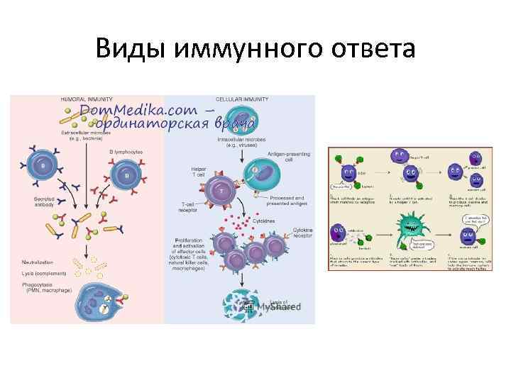 Виды иммунного ответа 