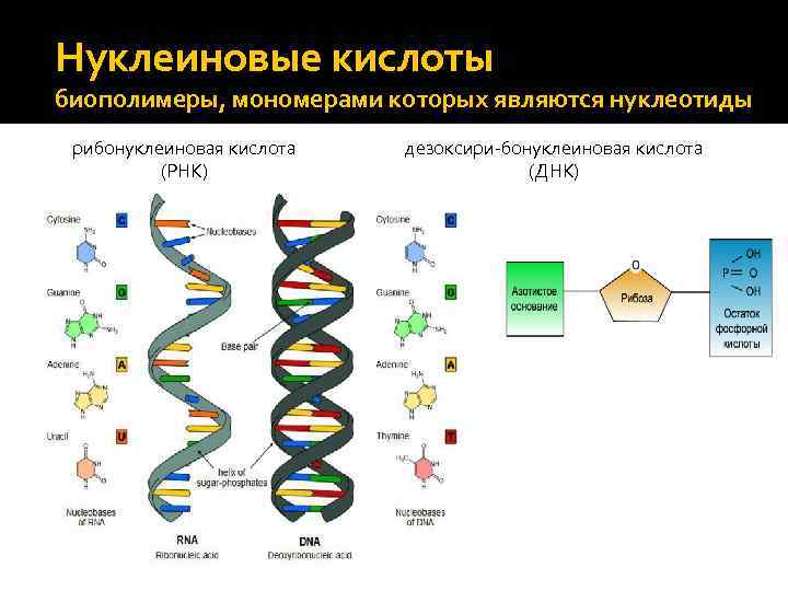 Биополимеры мономерами которых являются аминокислоты называют