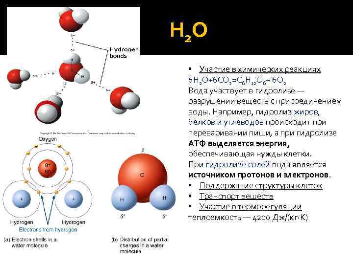 Н 2 O • Участие в химических реакциях 6 H 2 O+6 CO 2=C