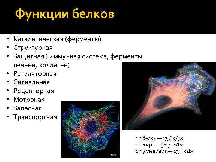 Функции белков • Каталитическая (ферменты) • Структурная • Защитная ( иммунная система, ферменты печени,