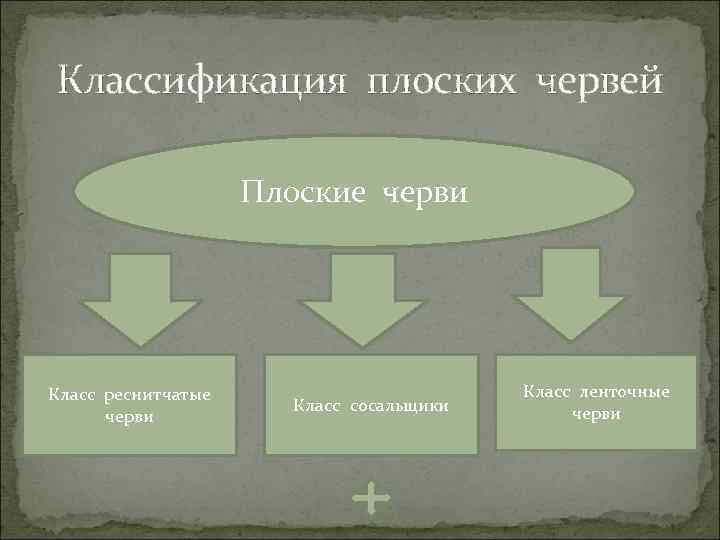 Классификация червей схема