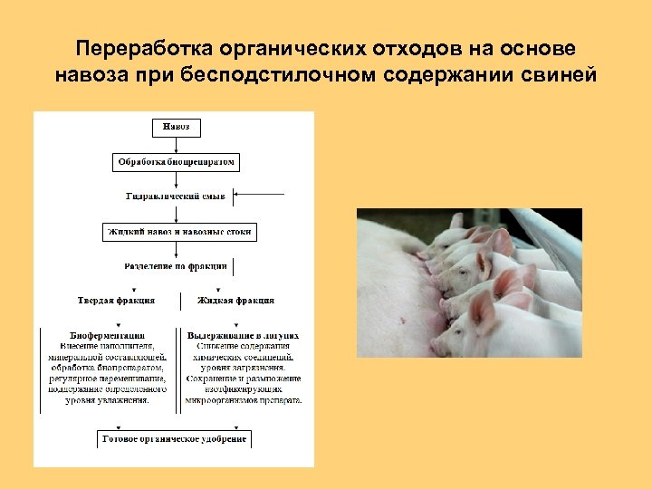 Переработка органических отходов на основе навоза при бесподстилочном содержании свиней 