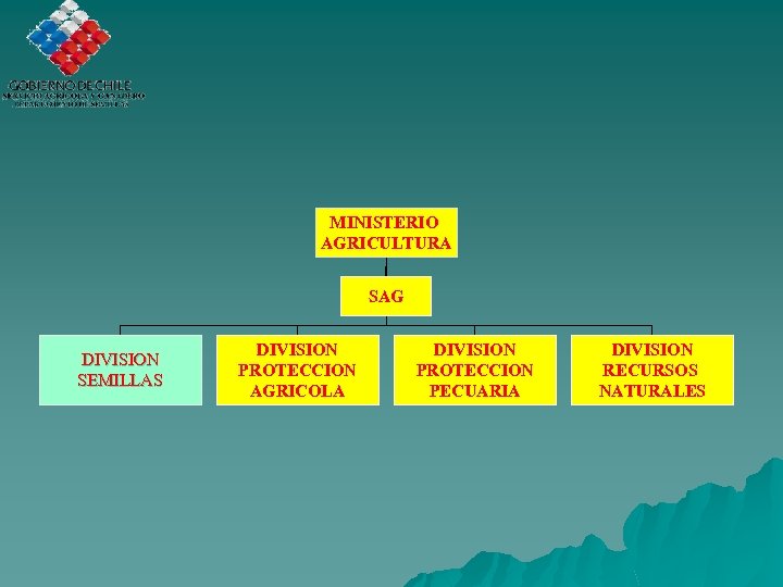 MINISTERIO AGRICULTURA SAG DIVISION SEMILLAS DIVISION PROTECCION AGRICOLA DIVISION PROTECCION PECUARIA DIVISION RECURSOS NATURALES