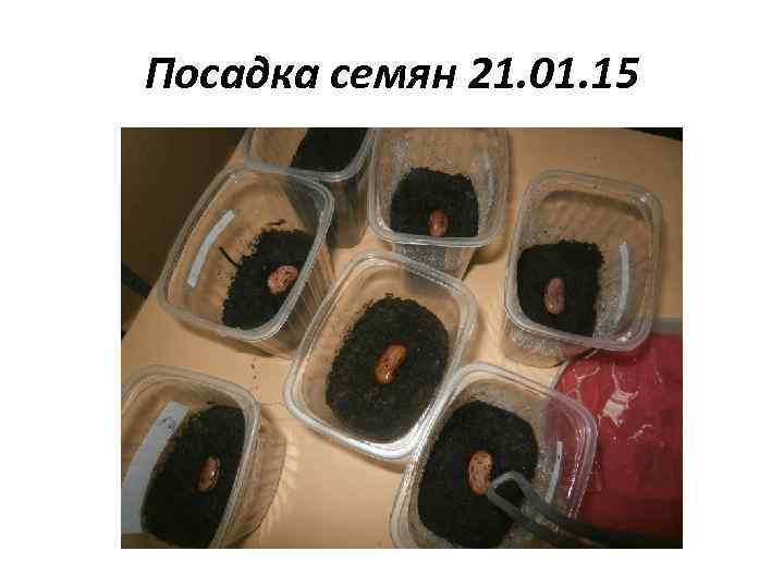 Посадка семян 21. 01. 15 