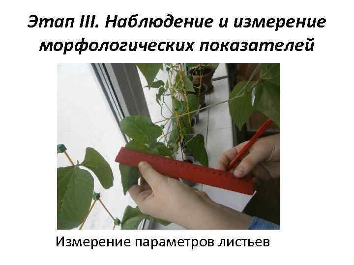Этап III. Наблюдение и измерение морфологических показателей Измерение параметров листьев 