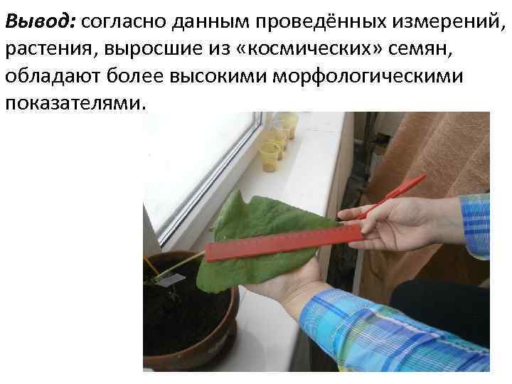 Вывод: согласно данным проведённых измерений, растения, выросшие из «космических» семян, обладают более высокими морфологическими