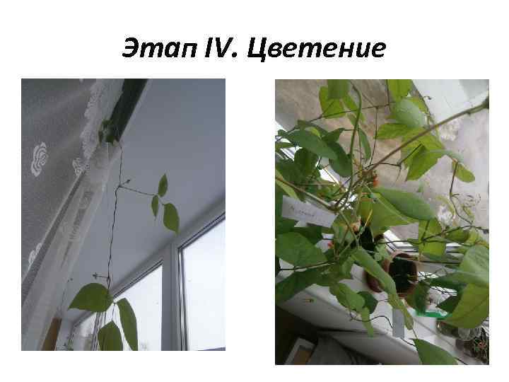 Этап IV. Цветение 