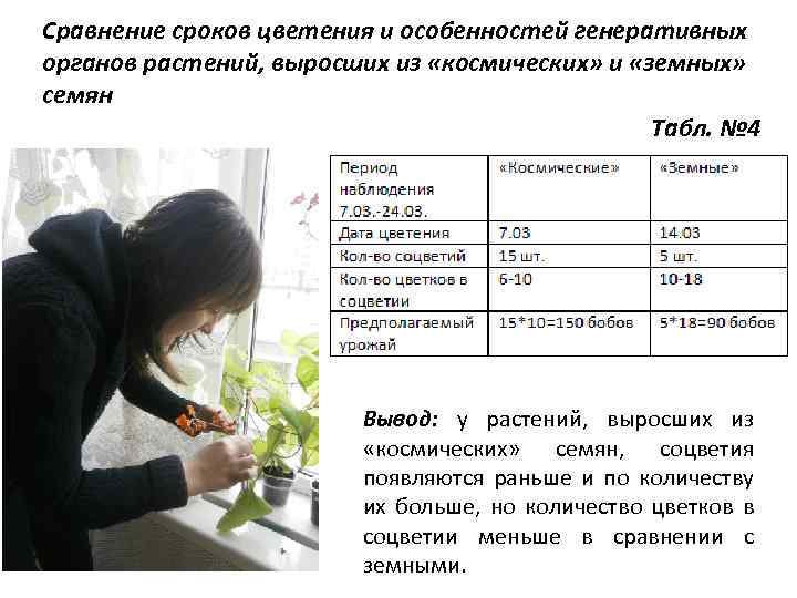 Сравнение сроков цветения и особенностей генеративных органов растений, выросших из «космических» и «земных» семян