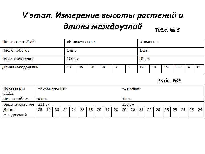 V этап. Измерение высоты растений и длины междоузлий Табл. № 5 Табл. № 6