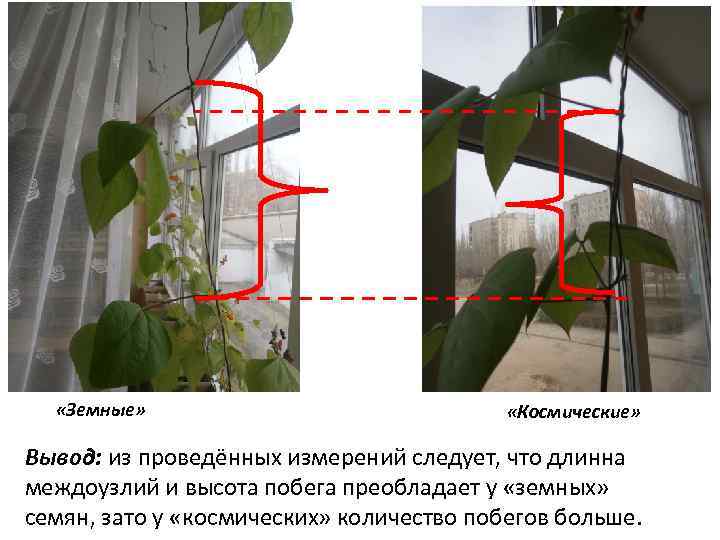  «Земные» «Космические» Вывод: из проведённых измерений следует, что длинна междоузлий и высота побега
