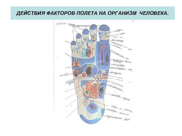 ДЕЙСТВИЯ ФАКТОРОВ ПОЛЕТА НА ОРГАНИЗМ ЧЕЛОВЕКА. 