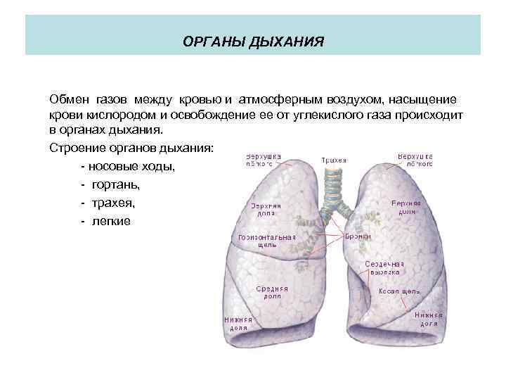 Дыхание газообмен между