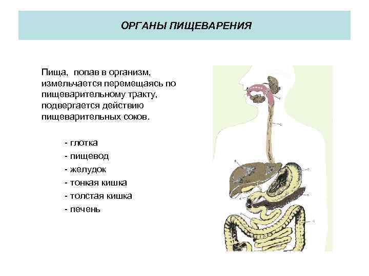 Схема передвижения пищи по пищеварительному тракту