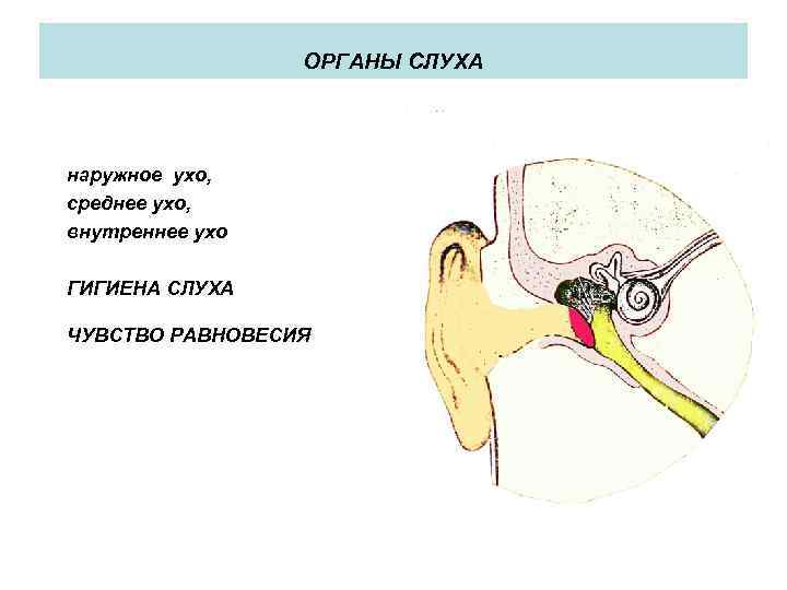 ОРГАНЫ СЛУХА наружное ухо, среднее ухо, внутреннее ухо ГИГИЕНА СЛУХА ЧУВСТВО РАВНОВЕСИЯ 
