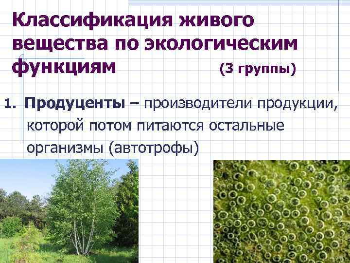 Классификация живого вещества по экологическим функциям (3 группы) 1. Продуценты – производители продукции, которой