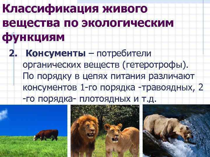 Классификация живого вещества по экологическим функциям 2. Консументы – потребители органических веществ (гетеротрофы). По