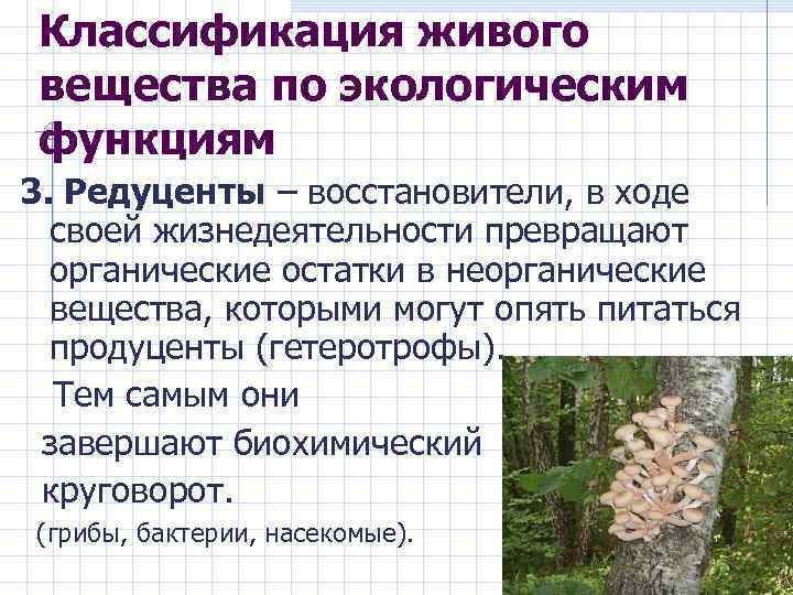Классификация живого вещества по экологическим функциям 3. Редуценты – восстановители, в ходе своей жизнедеятельности