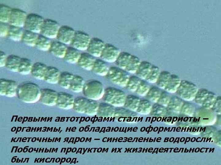 Первыми автотрофами стали прокариоты – организмы, не обладающие оформленным клеточным ядром – синезеленые водоросли.