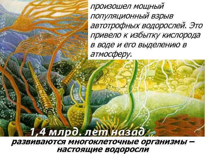 произошел мощный популяционный взрыв автотрофных водорослей. Это привело к избытку кислорода в воде и