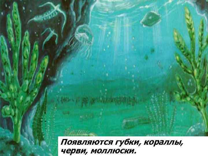 Появляются губки, кораллы, черви, моллюски. 
