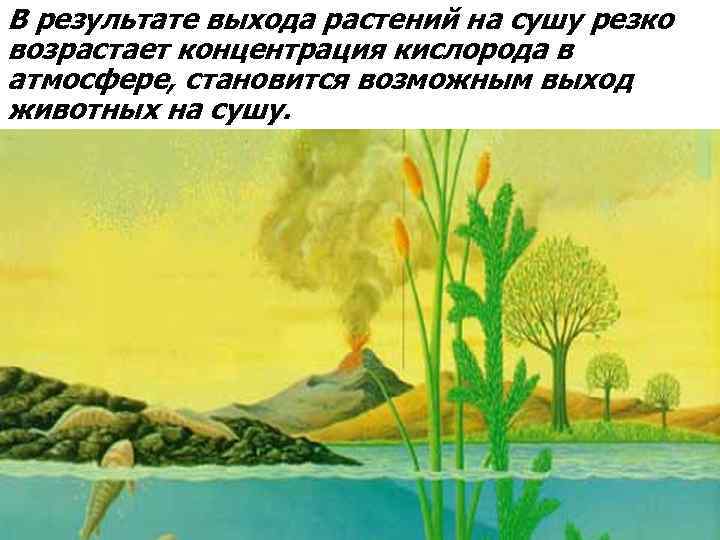 В результате выхода растений на сушу резко возрастает концентрация кислорода в атмосфере, становится возможным