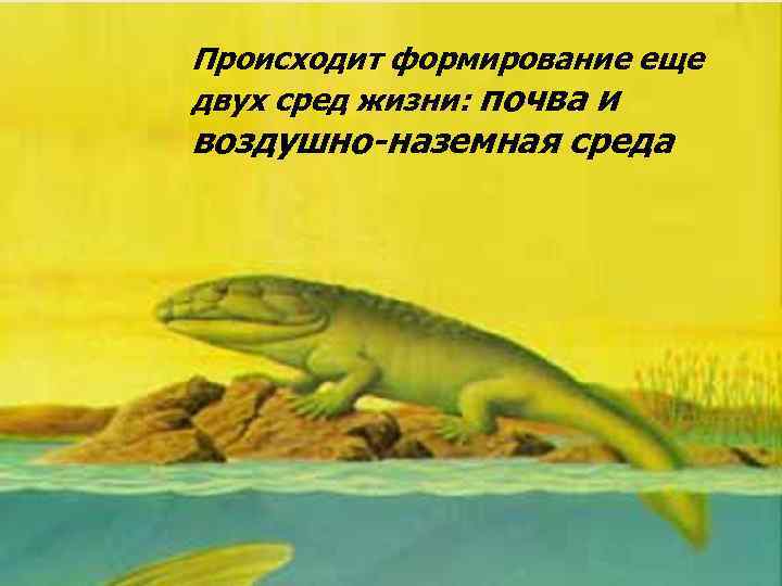 Происходит формирование еще двух сред жизни: почва и воздушно-наземная среда 