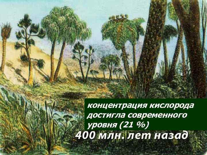 концентрация кислорода достигла современного уровня (21 %) 
