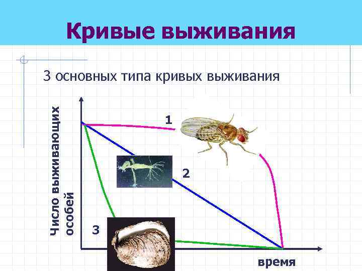 Кривые выживания Число выживающих особей 3 основных типа кривых выживания 1 2 3 время