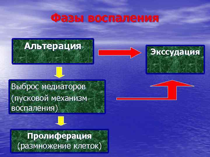 Фазы воспаления Альтерация Выброс медиаторов (пусковой механизм воспаления) Пролиферация (размножение клеток) Экссудация 