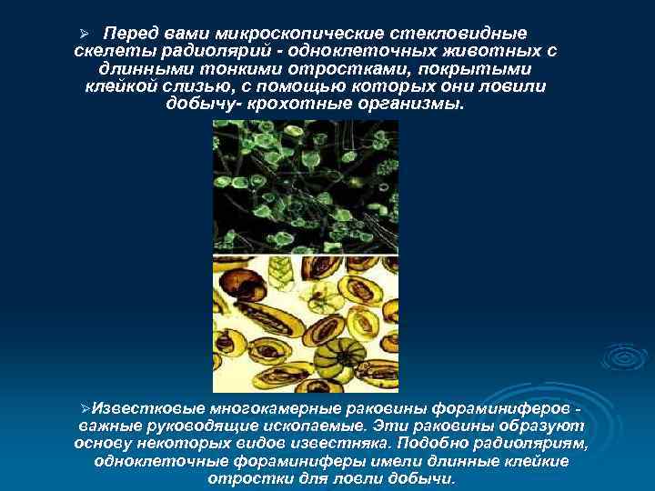 Перед вами микроскопические стекловидные скелеты радиолярий - одноклеточных животных с длинными тонкими отростками, покрытыми