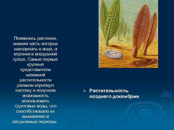 Появились растения, нижняя часть которых находилась в воде, а верхняя в воздушной среде. Самые