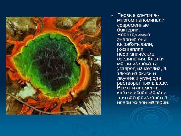 Ø Первые клетки во многом напоминали современные бактерии. Необходимую энергию они вырабатывали, расщепляя неорганические