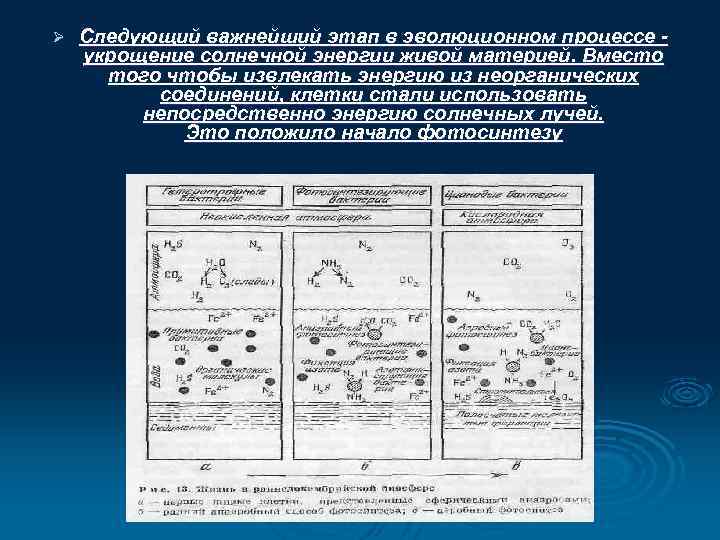 Ø Следующий важнейший этап в эволюционном процессе укрощение солнечной энергии живой материей. Вместо того
