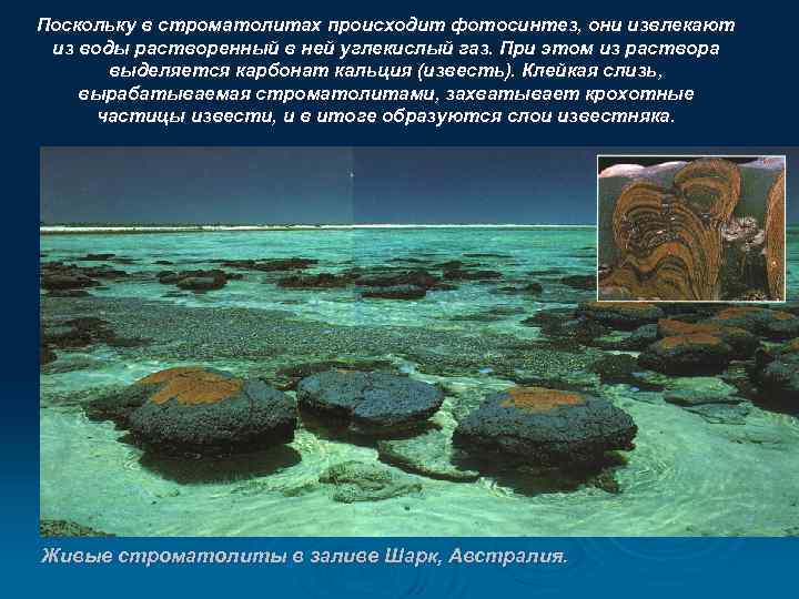 Поскольку в строматолитах происходит фотосинтез, они извлекают из воды растворенный в ней углекислый газ.