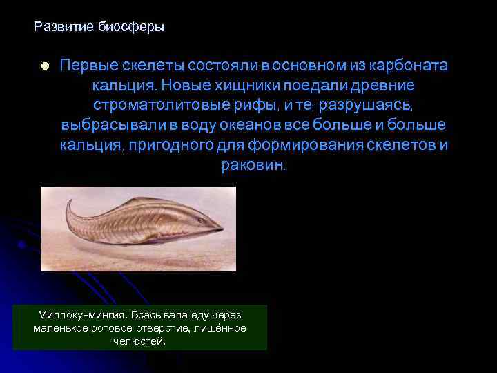 Развитие биосферы l Первые скелеты состояли в основном из карбоната кальция. Новые хищники поедали