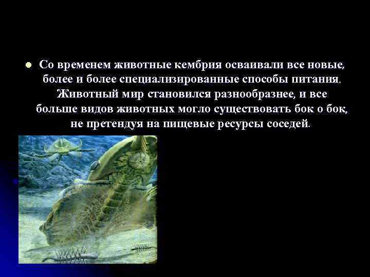 l Со временем животные кембрия осваивали все новые, более и более специализированные способы питания.