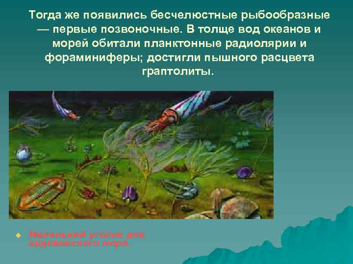 Тогда же появились бесчелюстные рыбообразные — первые позвоночные. В толще вод океанов и морей