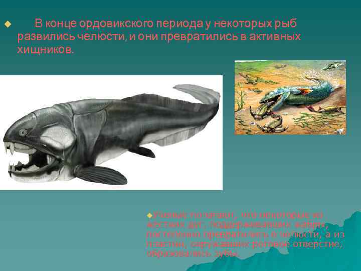 u В конце ордовикского периода у некоторых рыб развились челюсти, и они превратились в