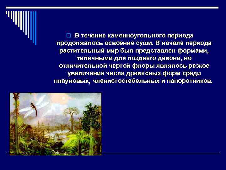 o В течение каменноугольного периода продолжалось освоение суши. В начале периода растительный мир был
