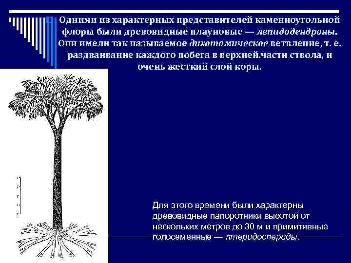 o Одними из характерных представителей каменноугольной флоры были древовидные плауновые — лепидодендроны. Они имели