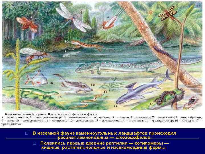 o В наземной фауне каменноугольных ландшафтов происходил расцвет земноводных — стегоцефалов. o Появились первые