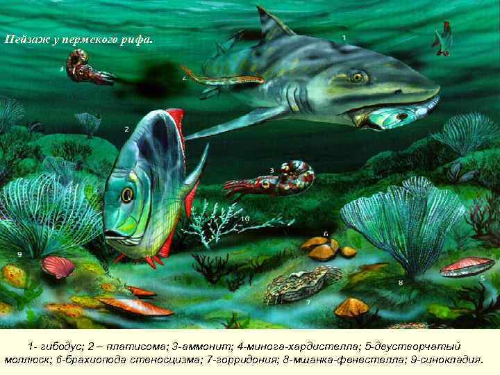 Пейзаж у пермского рифа. 1 - гибодус; 2 – платисома; 3 -аммонит; 4 -минога-хардистелла;