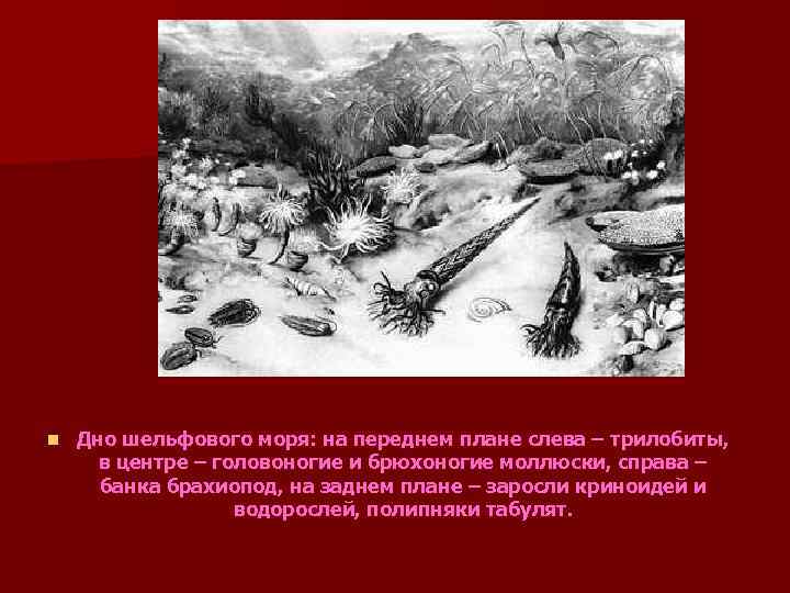 n Дно шельфового моря: на переднем плане слева – трилобиты, в центре – головоногие