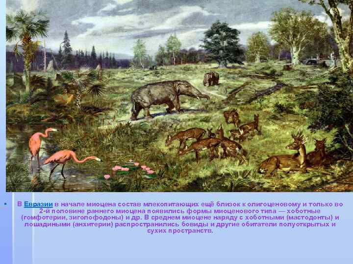 § В Евразии в начале миоцена состав млекопитающих ещё близок к олигоценовому и только