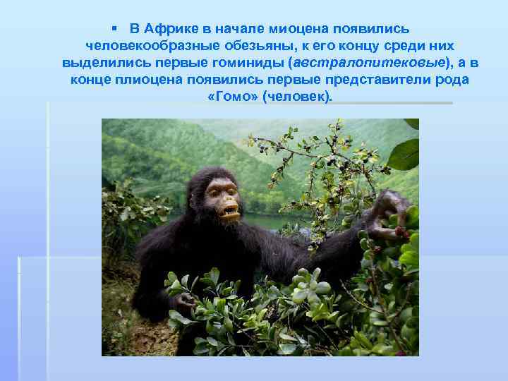 § В Африке в начале миоцена появились человекообразные обезьяны, к его концу среди них