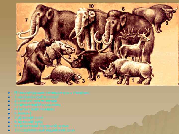 u u u u u Млекопитающие четвертичного периода: 1 -широконосый носорог 2 -носорог-эласмотерий 3