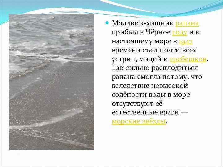  Моллюск-хищник рапана прибыл в Чёрное году и к настоящему море в 1947 времени