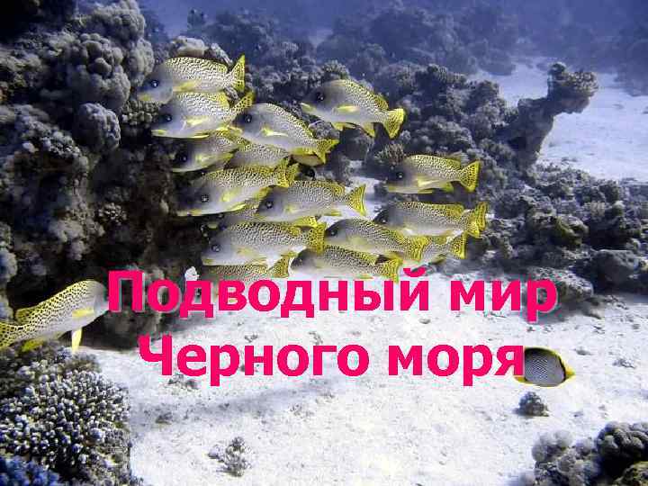 Подводный мир Черного моря 