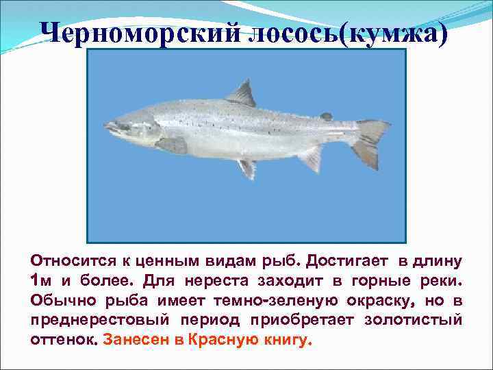 Черноморский лосось(кумжа) Относится к ценным видам рыб. Достигает в длину 1 м и более.