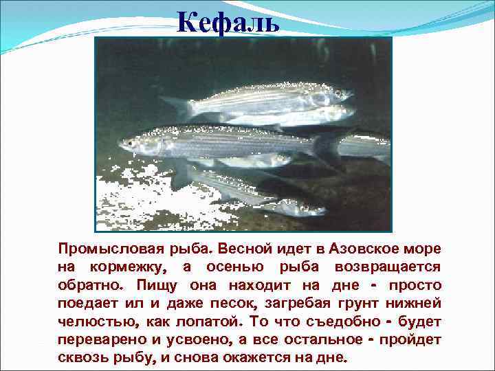 Кефаль Промысловая рыба. Весной идет в Азовское море на кормежку, а осенью рыба возвращается